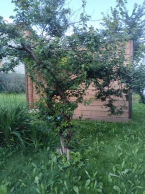 Коллективный сад номер 7, участок 58 в Талице - talica.yutvil.ru - фото 28 Коллективный сад номер 7, участок 58 в Талице - talica.yutvil.ru - фото 28