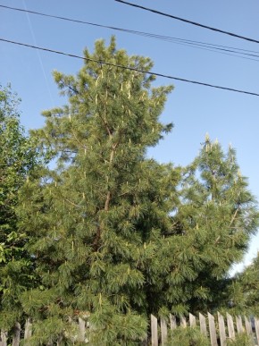 ул. Полынная,29 в Талице - talica.yutvil.ru - фото 18 ул. Полынная,29 в Талице - talica.yutvil.ru - фото 18